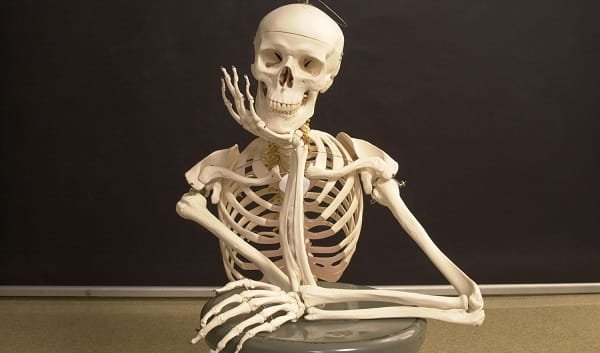 Human Bones