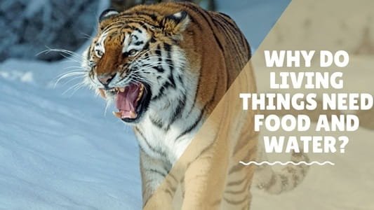 Why Do Living Things Need Food?