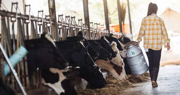 Dairy Business Advantages and Disadvantages