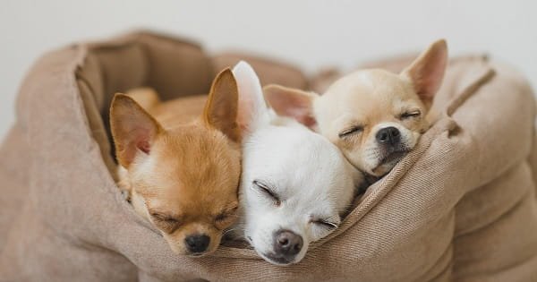 Dog Breeding Business Advantages and Disadvantages