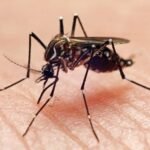 Mosquitoes