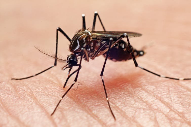 Mosquitoes